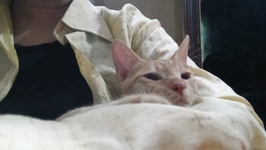 Orange Tabby Vaccinated Cat