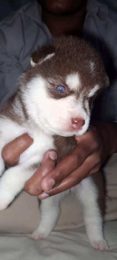 Siberian husky puppy
