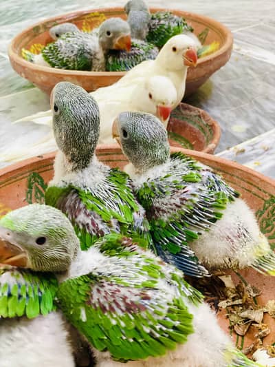 MASHA ALLAH Kashmiri Raw Jumbo Size Chicks Available Kharian