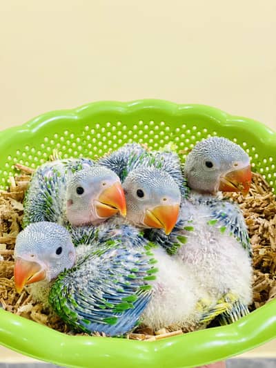 MASHA ALLAH Kashmiri Raw Jumbo Size Chicks Available