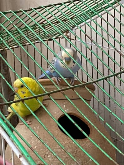 birds for sale budgies