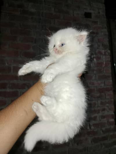 female kitten blue eyes 03234102419