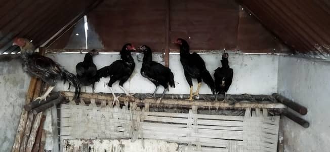 Aseel pathy For sale