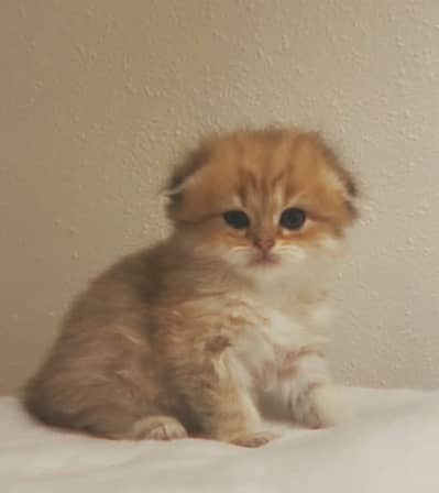 Scottish Fold / British Shorthair