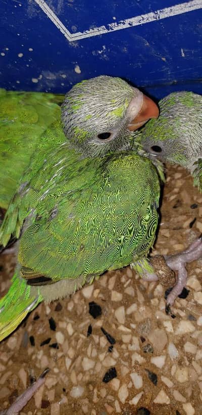 Mithu chicks Ring Neck