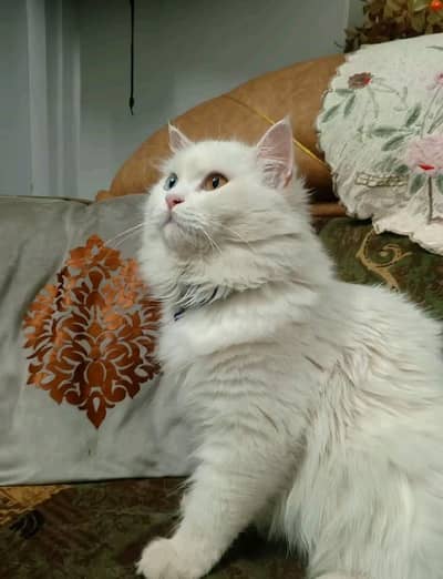 Persian male cat