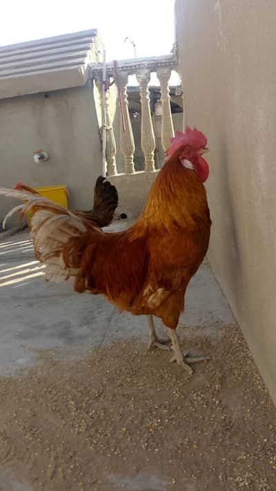 BEAUTIFUL AND BRAVE ROOSTER || full healthy and active