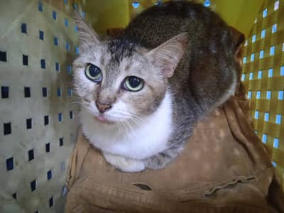 Missing Cat (Reward Cash prize)