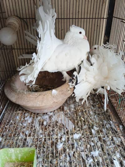 lakka pigeon breeder pair for sale