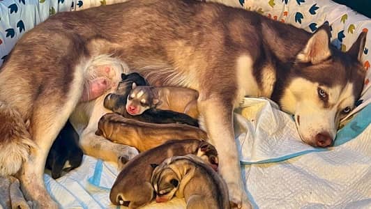 Husky breeder female