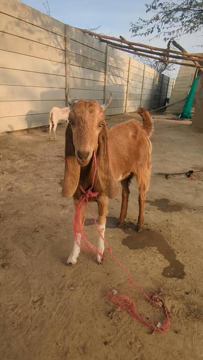 Qurbani 2 Breeder females goats 45k for each