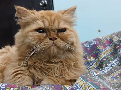 Punch face Tripple coat Male