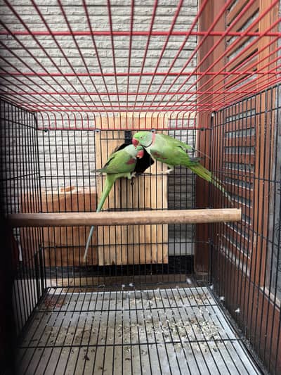 Raw pahari breeder pair