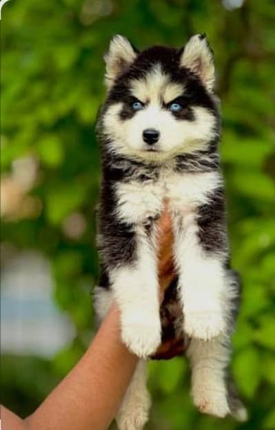 Siberian Husky puppies available for sale