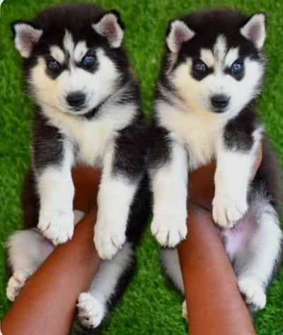 Siberian Husky puppies available for sale