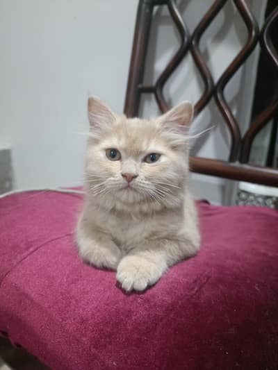 PERSIAN KITTEN