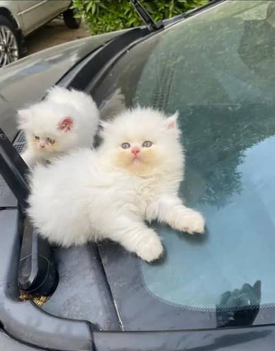 White Persian Cat for Sale – Healthy & Cute