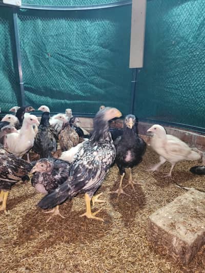 فائٹر بلڈ لائن اصیل چوزے