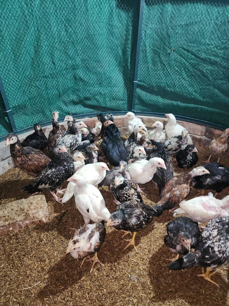 فائٹر بلڈ لائن اصیل چوزے 1