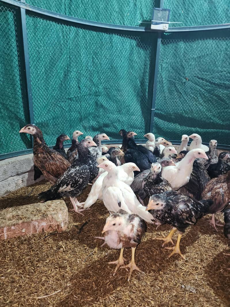 فائٹر بلڈ لائن اصیل چوزے 2