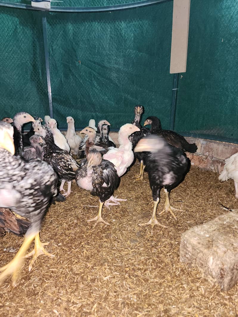 فائٹر بلڈ لائن اصیل چوزے 3