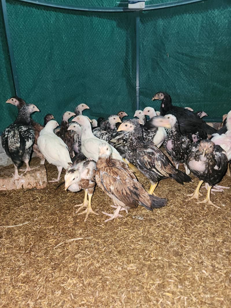 فائٹر بلڈ لائن اصیل چوزے 4