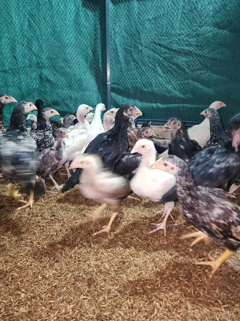 فائٹر بلڈ لائن اصیل چوزے 5