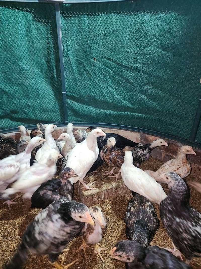 فائٹر بلڈ لائن اصیل چوزے 6