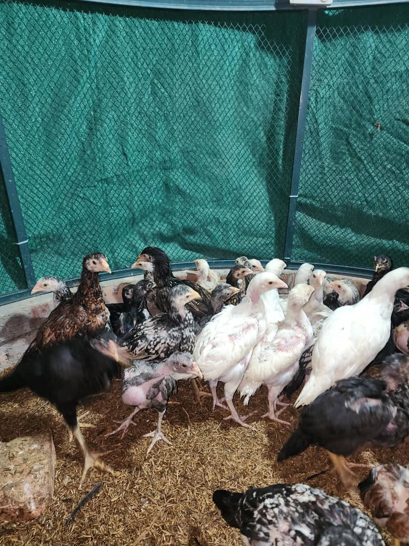 فائٹر بلڈ لائن اصیل چوزے 7