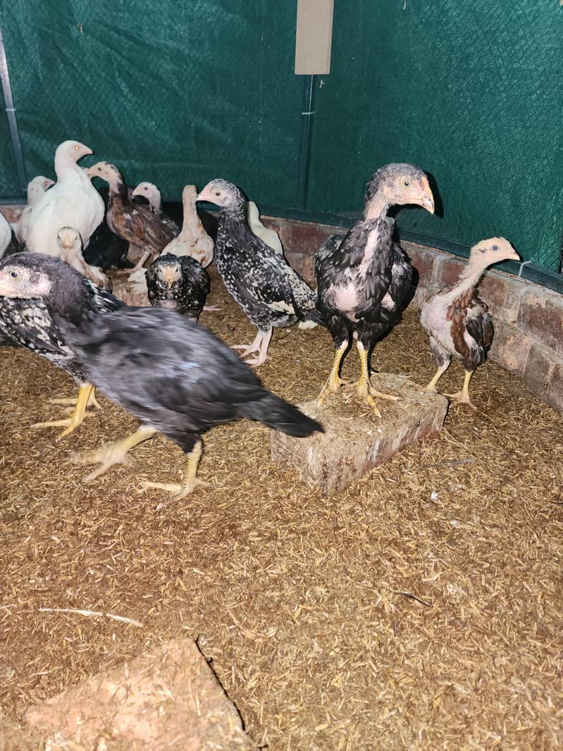 فائٹر بلڈ لائن اصیل چوزے 8