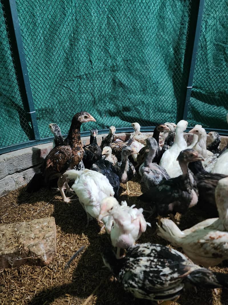 فائٹر بلڈ لائن اصیل چوزے 9