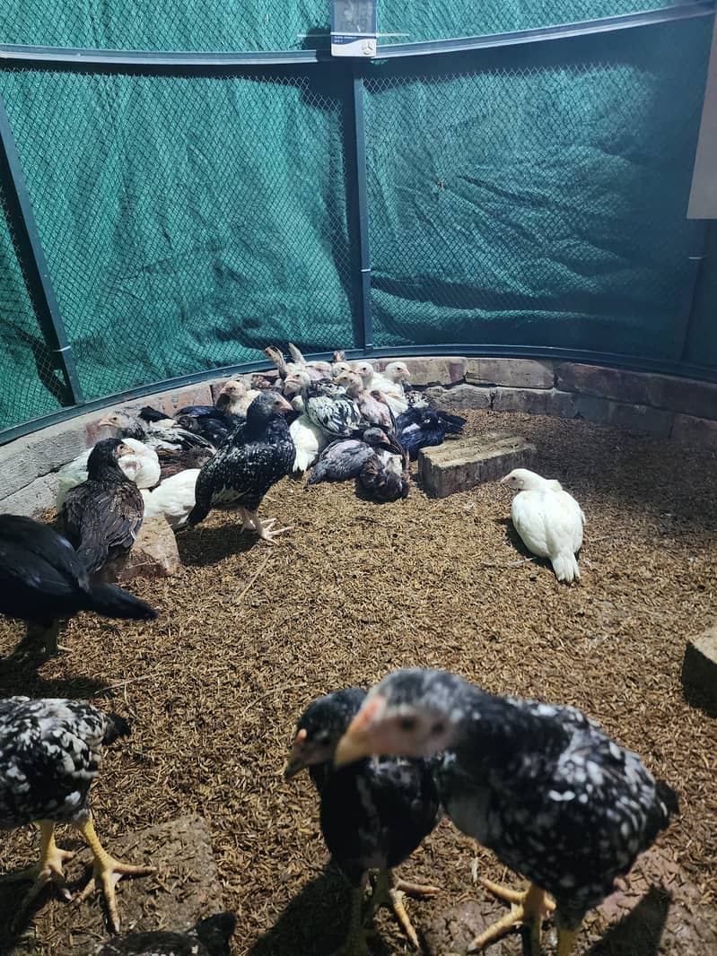 فائٹر بلڈ لائن اصیل چوزے 10