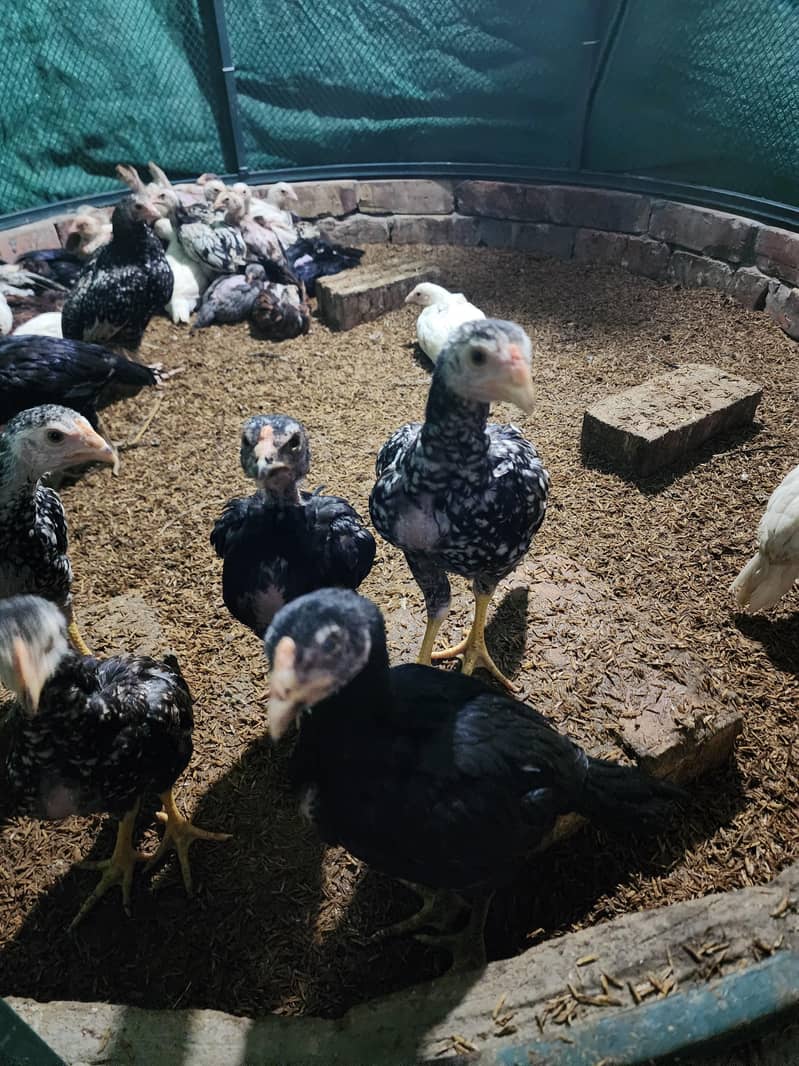 فائٹر بلڈ لائن اصیل چوزے 11