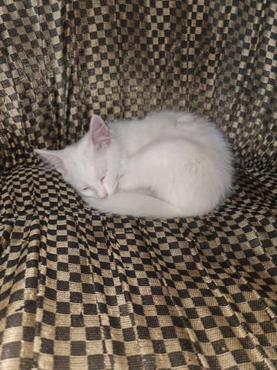 white colour mix breed