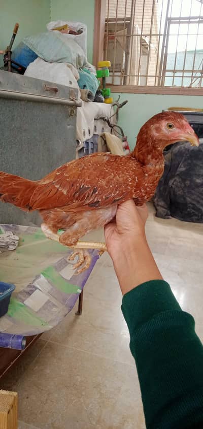 hen is looking new home