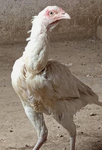 Heera Aseel murgi O3OO-4833-892