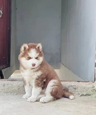Siberian Husky puppies available for sale