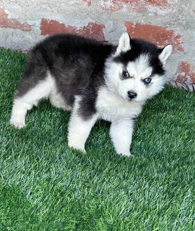 Siberian Husky puppies available for sale