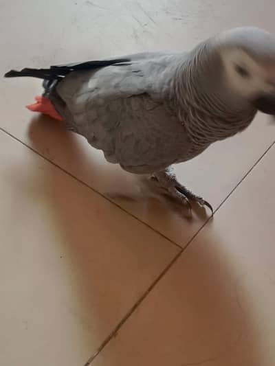 Gray parrot 2 years 10 months age