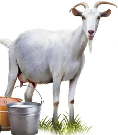 Goat milk Fresh 400kg 03324262191