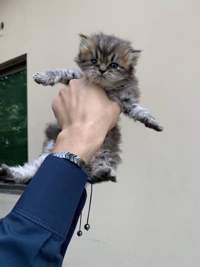 Punch face cats or kittens available.