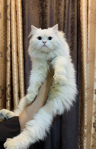 Punch face cats or kittens available.