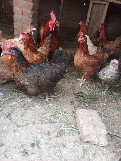 golden misri han  1 piece price 1800