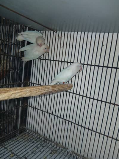 3 lovebarid female for sale