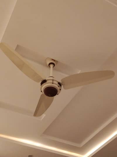 Royal Fan Deluxe Model