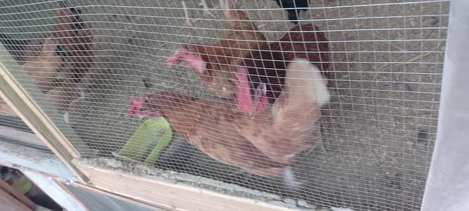 Lohman brown eggs and hens for sale