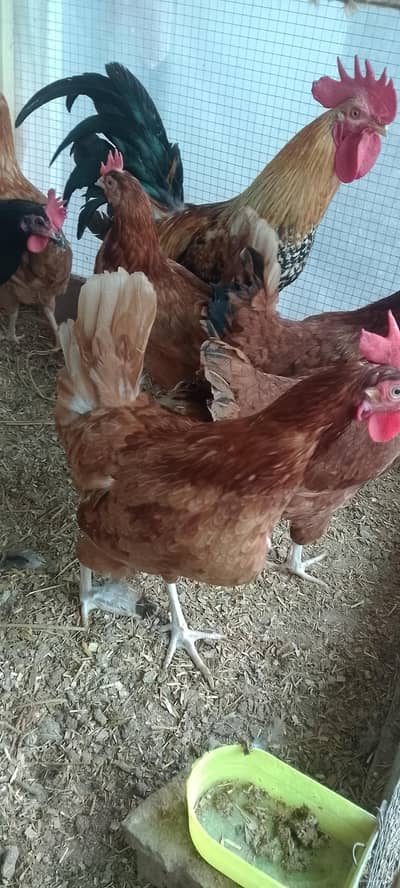 Lohman brown eggs and hens for sale