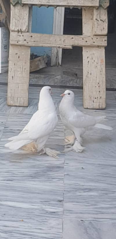 white Dutch Pomeranian  Pair