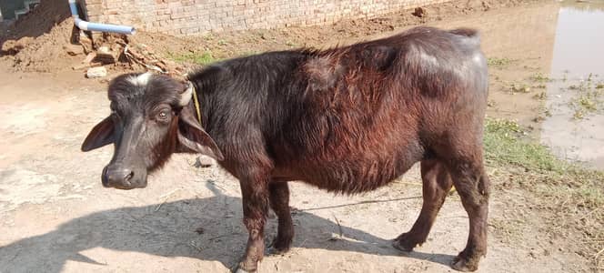 2 katty 3man 3man wait h