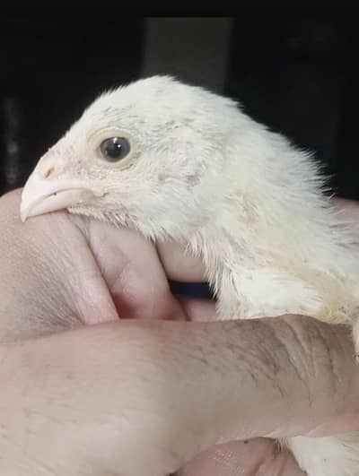 aseel heera white pair 19k hera parmoz 2200 cage 3017104771 cal wts ap